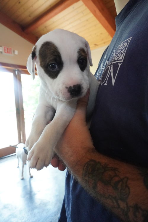 Luna #2