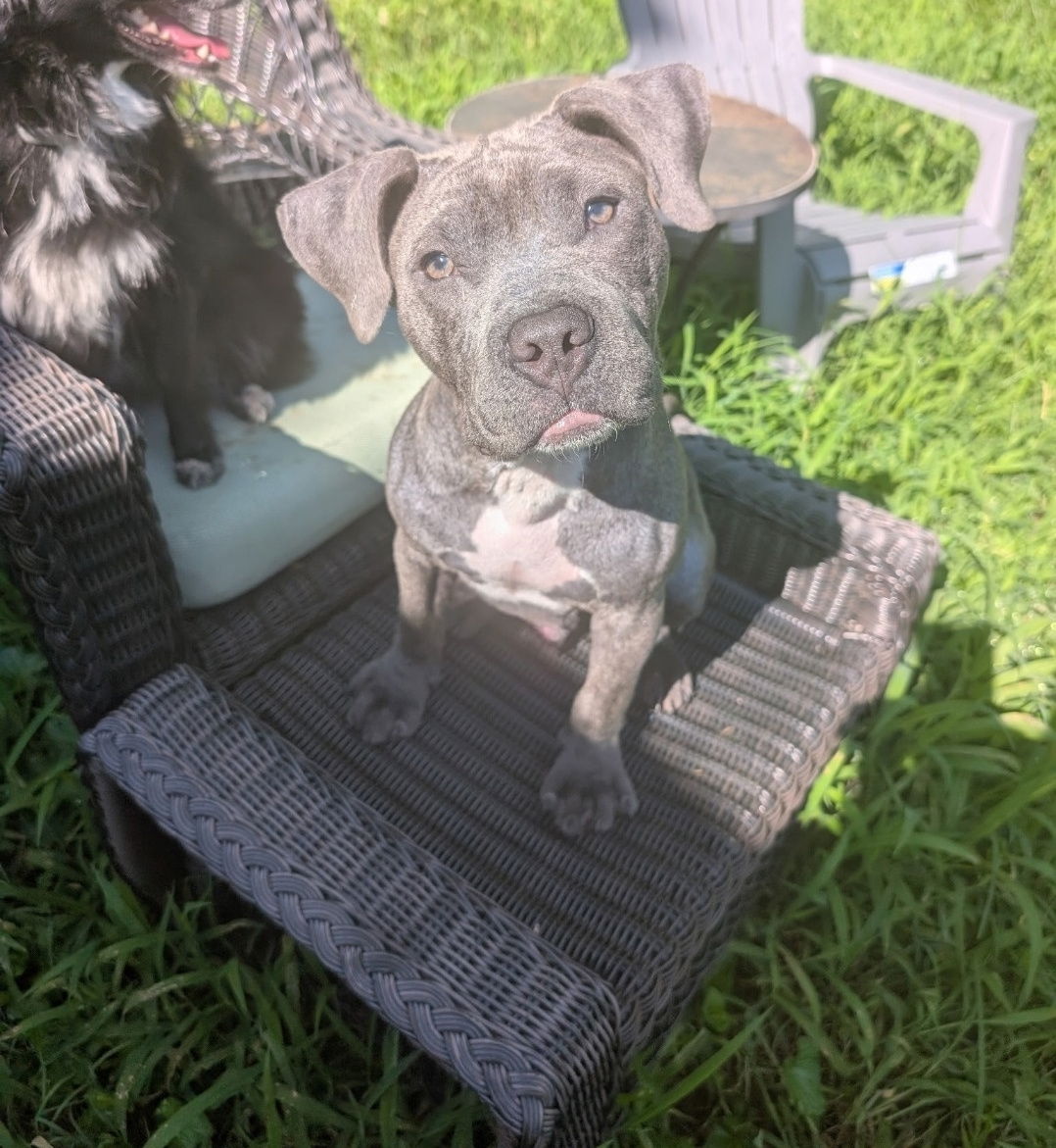 adoptable Dog in Chester, VA named Verso