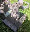 adoptable Dog in , VA named Verso