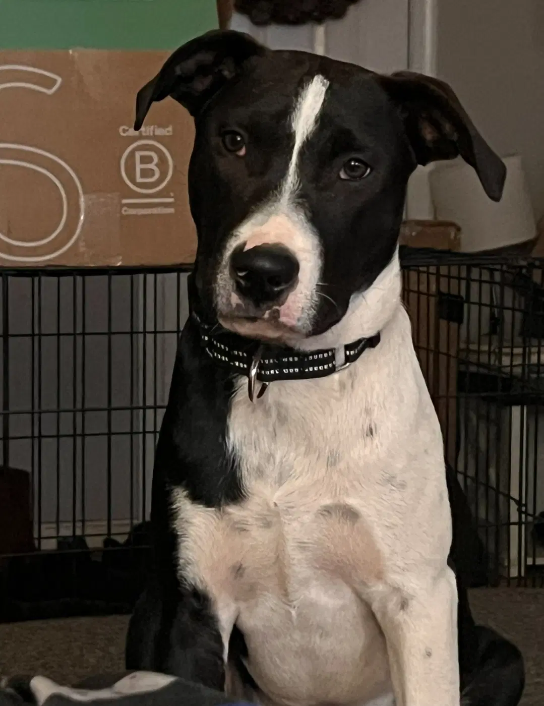 Cookie - Hound