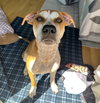 Toby - Photo 2