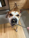 Toby - Photo 9