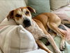 Toby - Photo 10