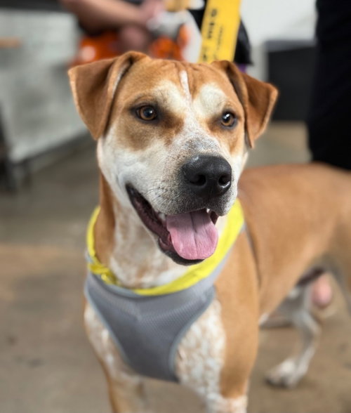 TOBY - Hound for adoption in Richmond