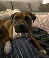Hank