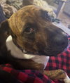 Hank