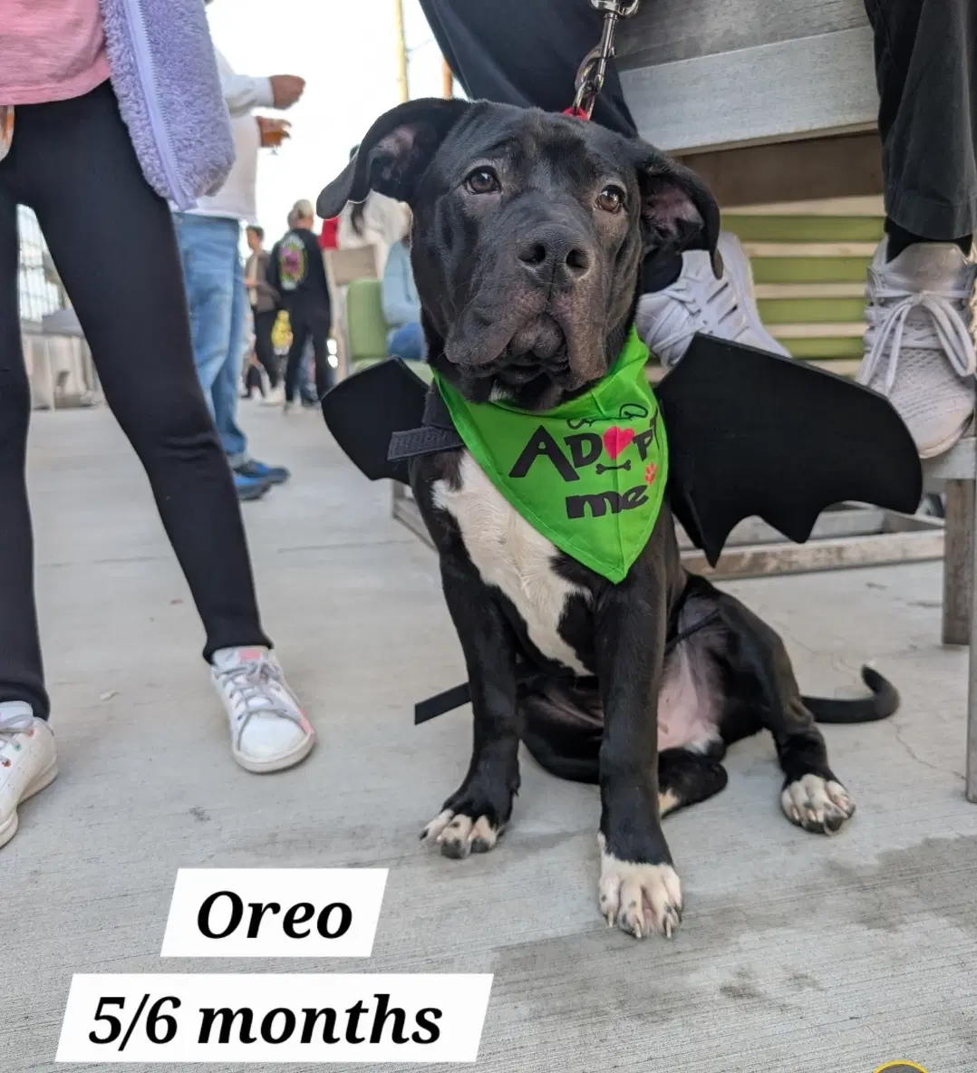 Oreo image 2