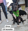 Oreo
