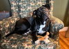 Oreo - Photo 5