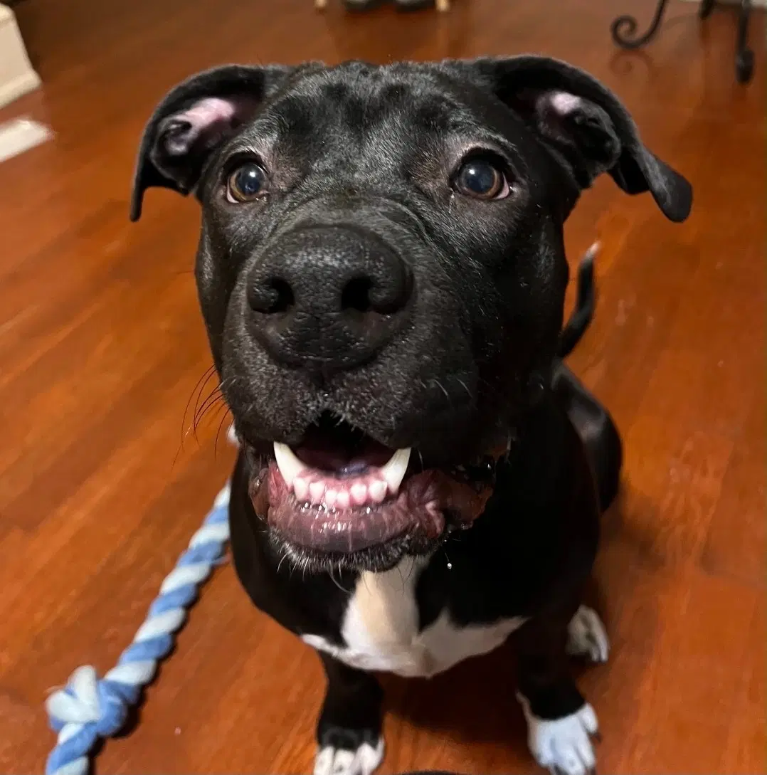 Oreo - American Staffordshire Terrier