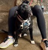 Oreo - Photo 7