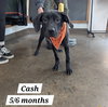Cash