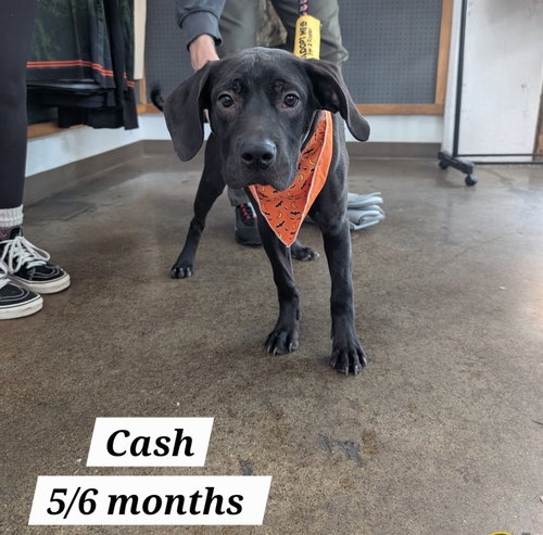 Cash