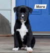 Mara