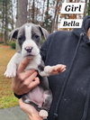 Bella