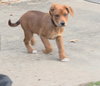 Oliver