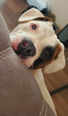 Enzo
