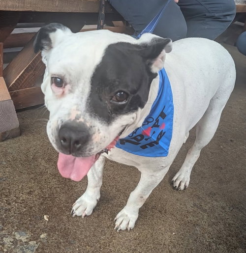 Jake, an adoptable American Bulldog in Chester, VA
