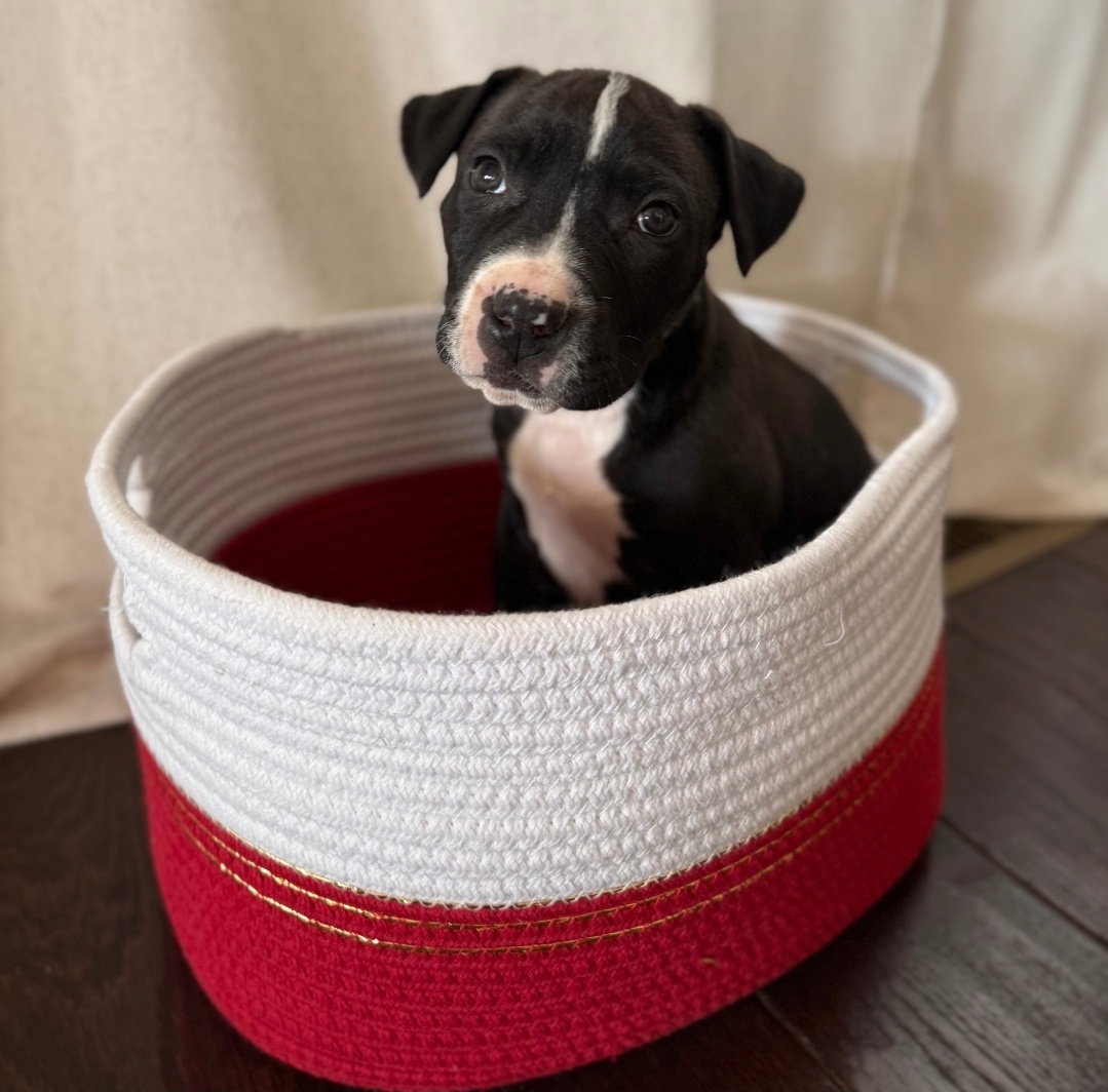 Pit Bull