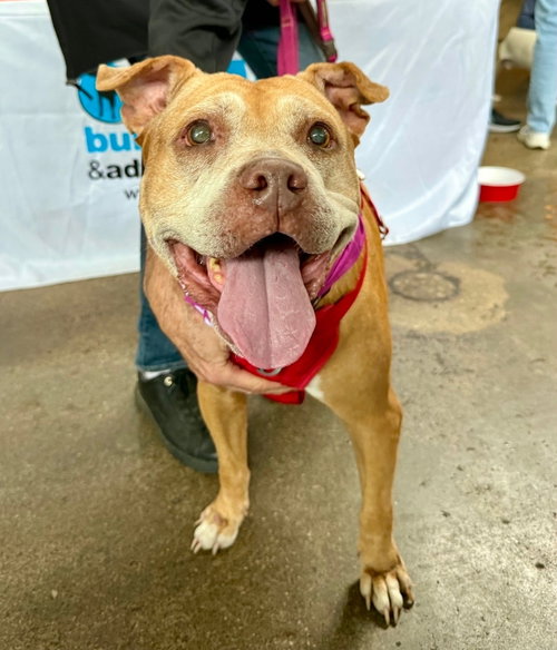 Diamond, an adoptable American Pit Bull Terrier in Chester, VA