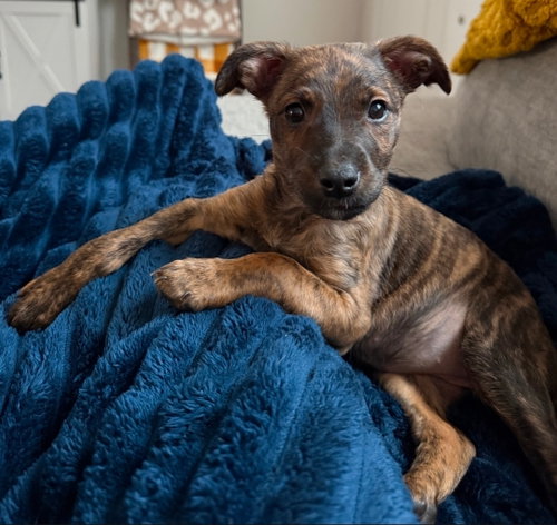 Honey, an adoptable Chihuahua in Chester, VA