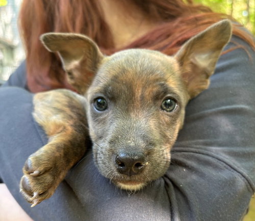 Bear, an adoptable Chihuahua in Chester, VA