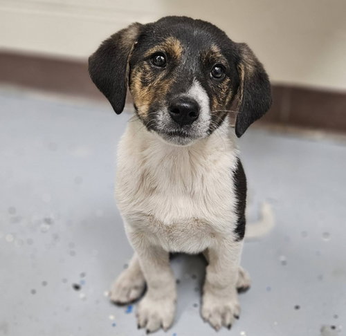 Carter, an adoptable Beagle in Chester, VA