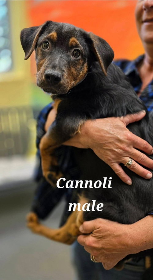 Cannoli, an adoptable German Shepherd Dog in Chester, VA