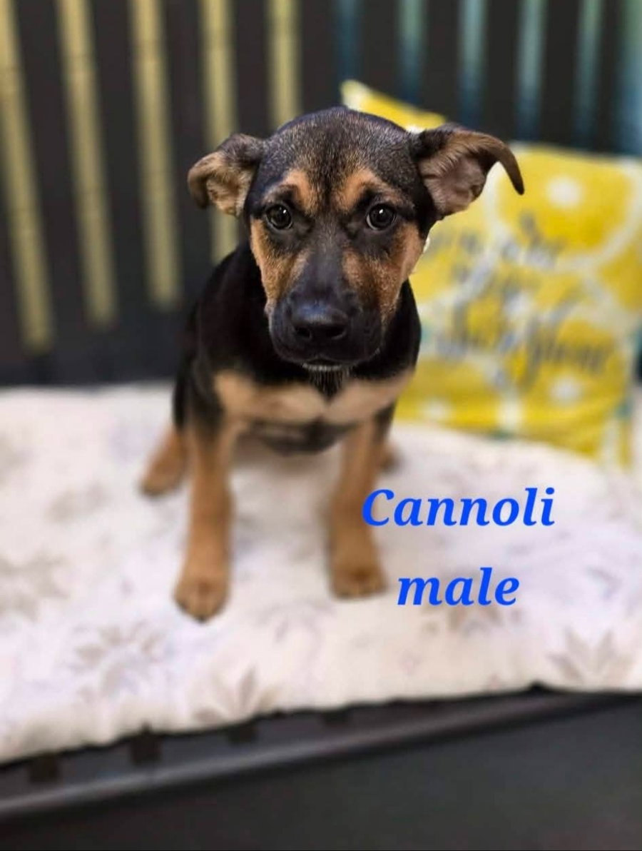 Cannoli