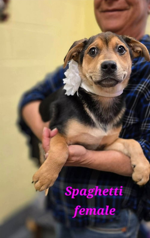 Spaghetti, an adoptable German Shepherd Dog in Chester, VA