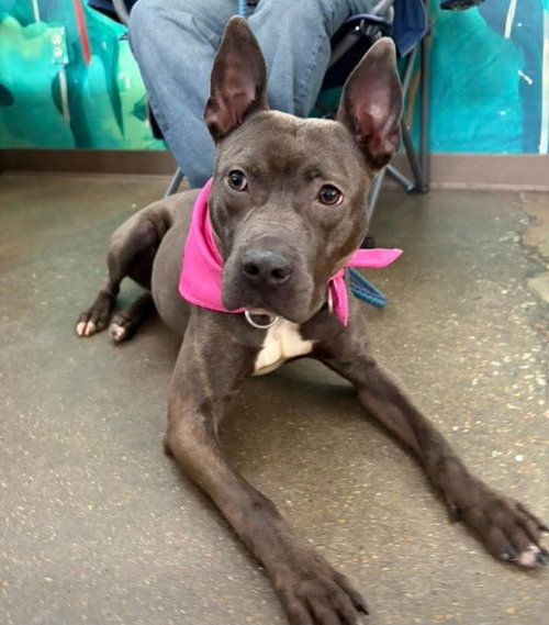 Winnie, an adoptable American Staffordshire Terrier in Chester, VA