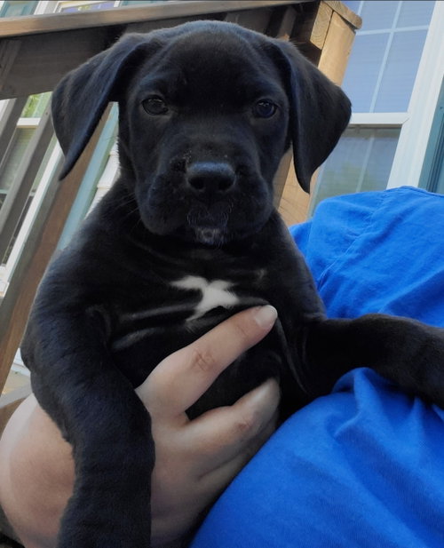 Hope, an adoptable Mastiff in Chester, VA