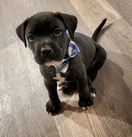 Hero, an adoptable Mastiff in Chester, VA