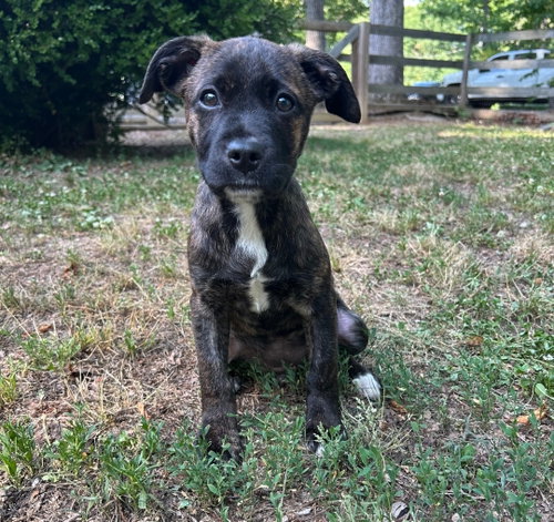 Maude, an adoptable American Pit Bull Terrier in Chester, VA