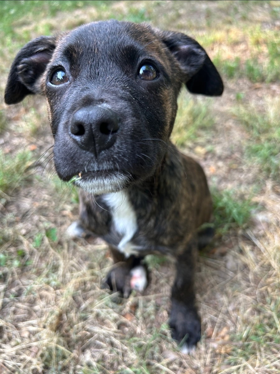 Maude