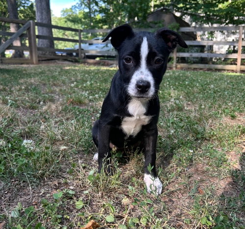 Mable, an adoptable American Pit Bull Terrier in Chester, VA