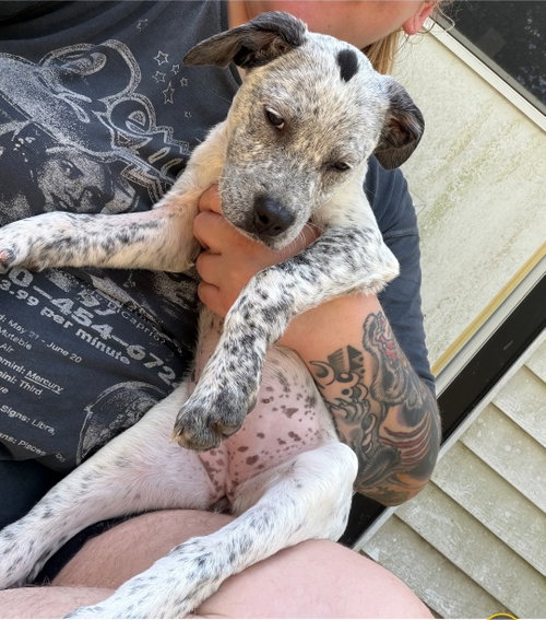 Oopsie Daisy, an adoptable American Pit Bull Terrier in Chester, VA