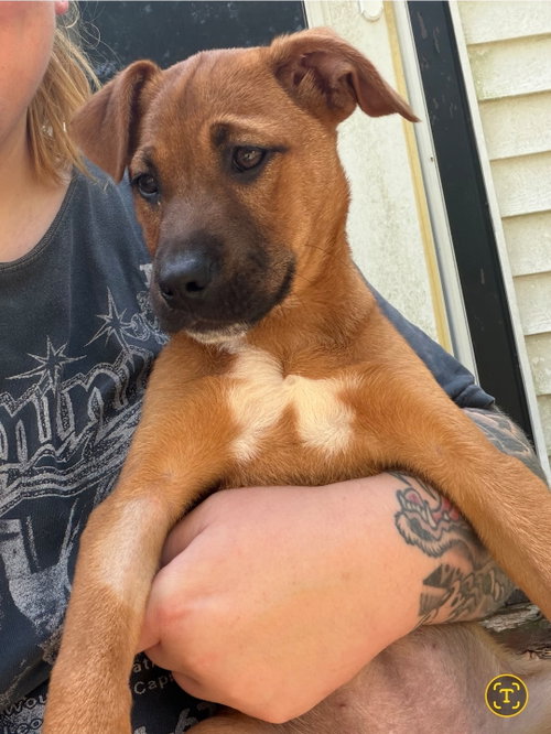 Ruby Doo, an adoptable American Pit Bull Terrier in Chester, VA