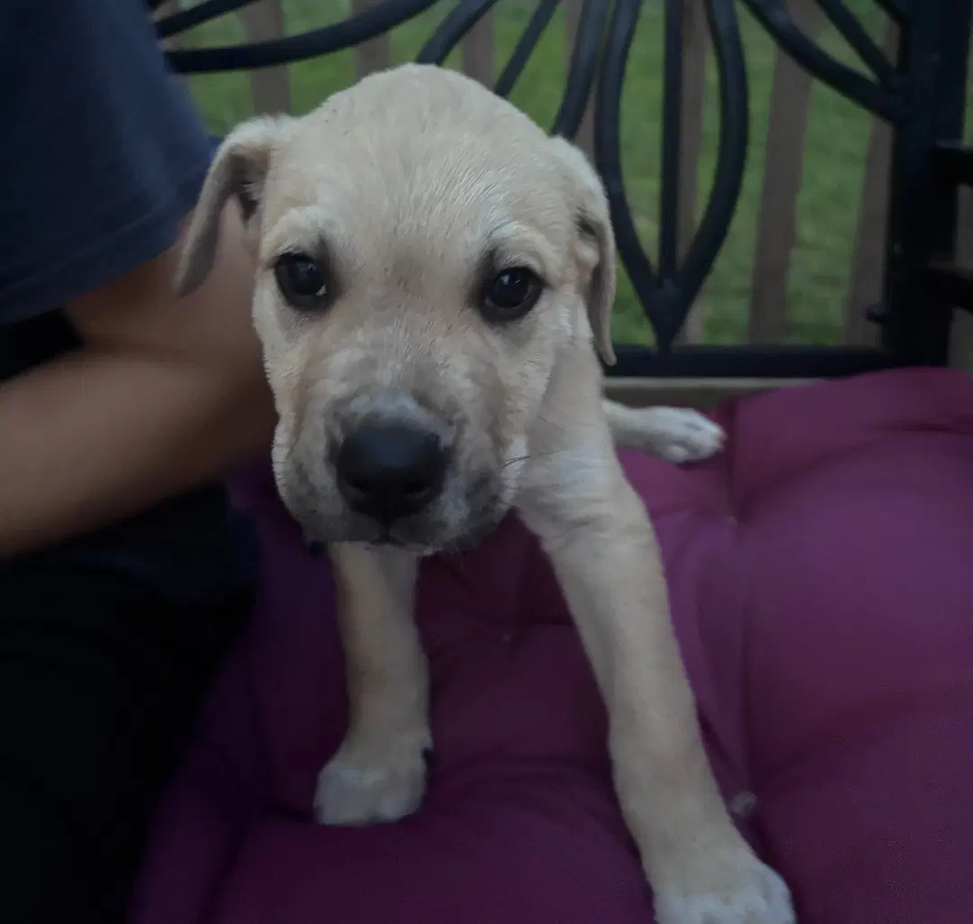 Archie - Boxer