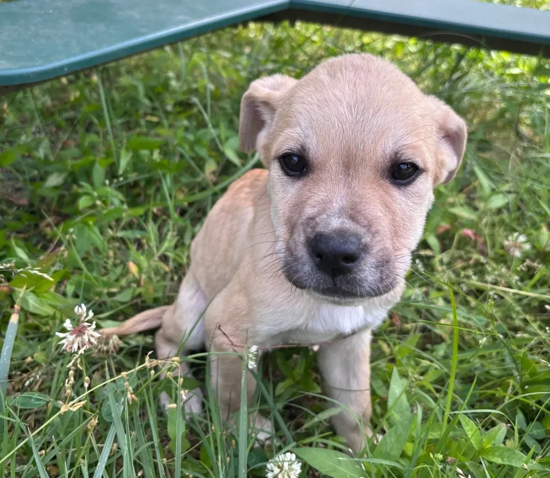 Archie image 2