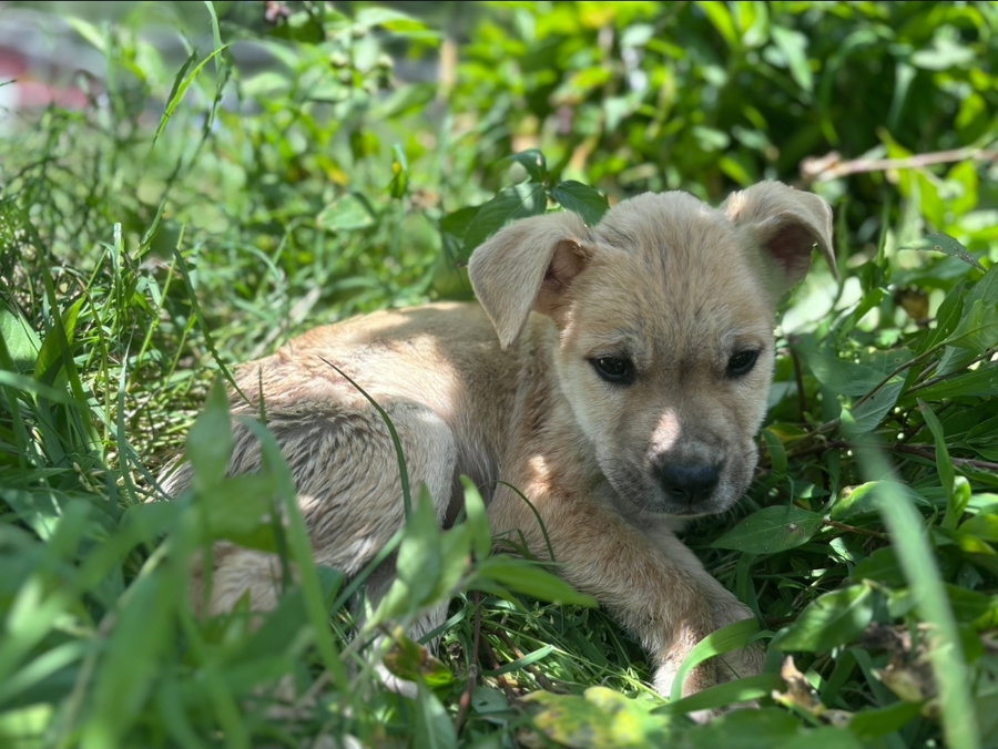 Archie