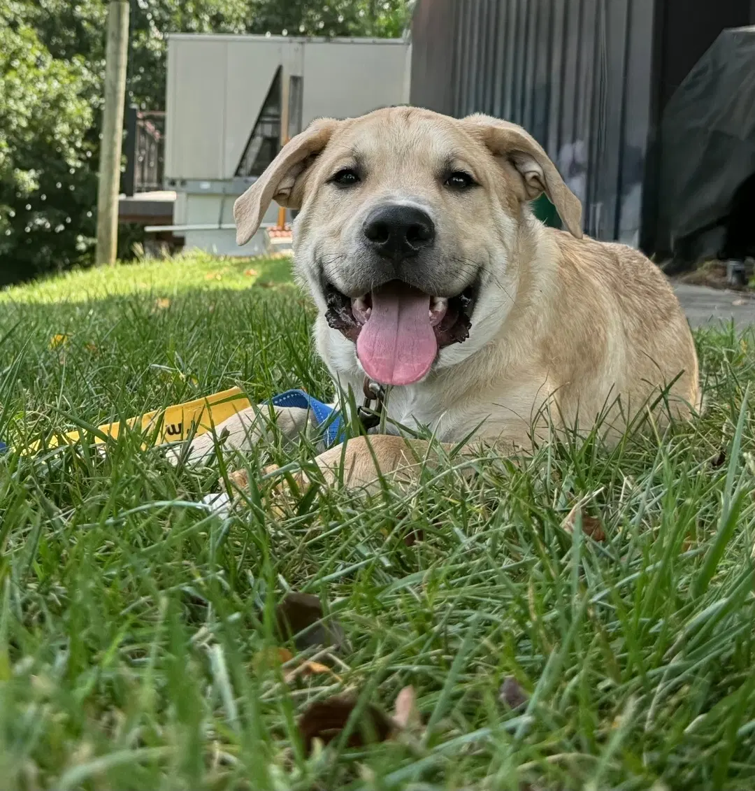Archie image 2