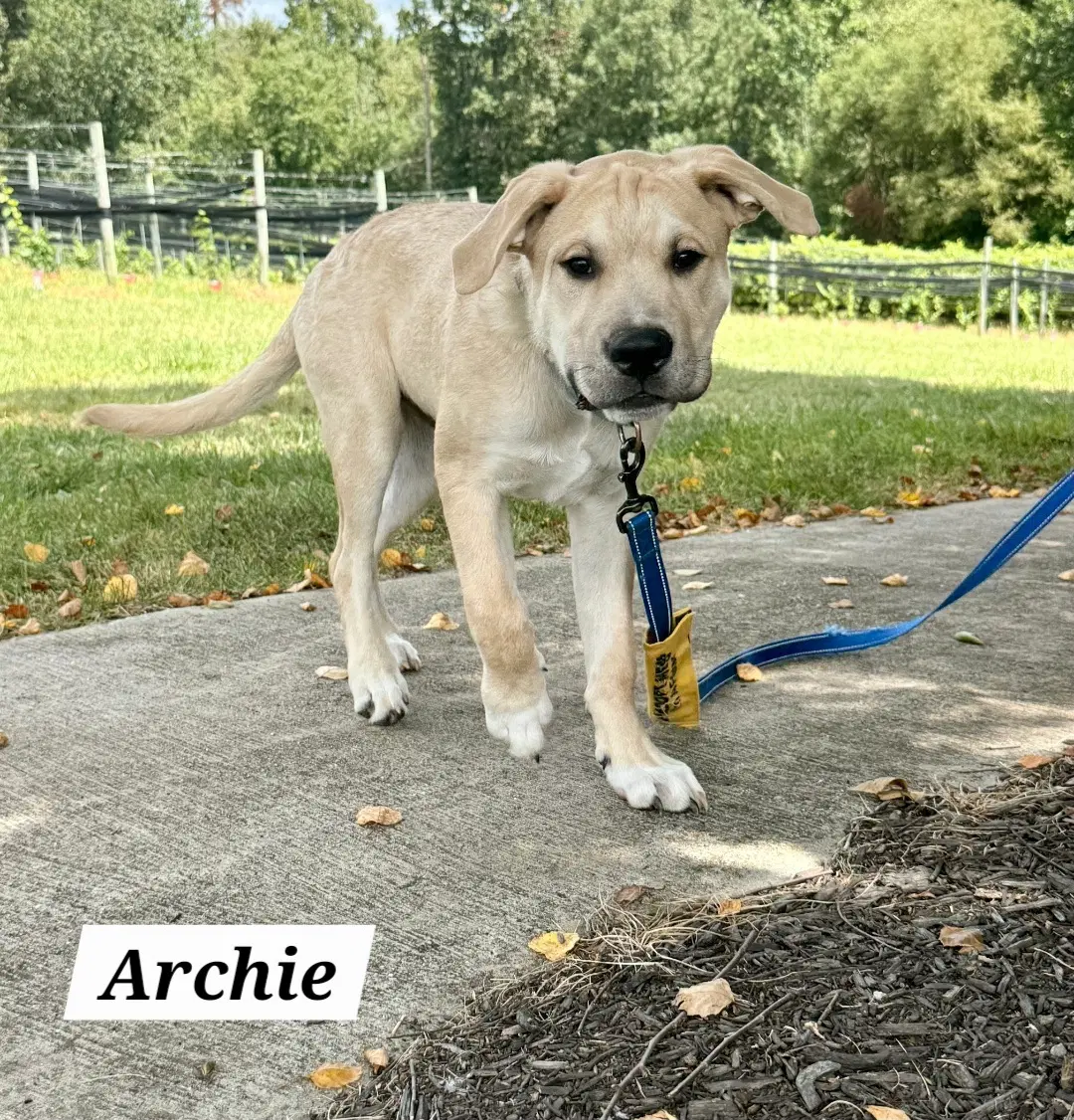 Archie image 1