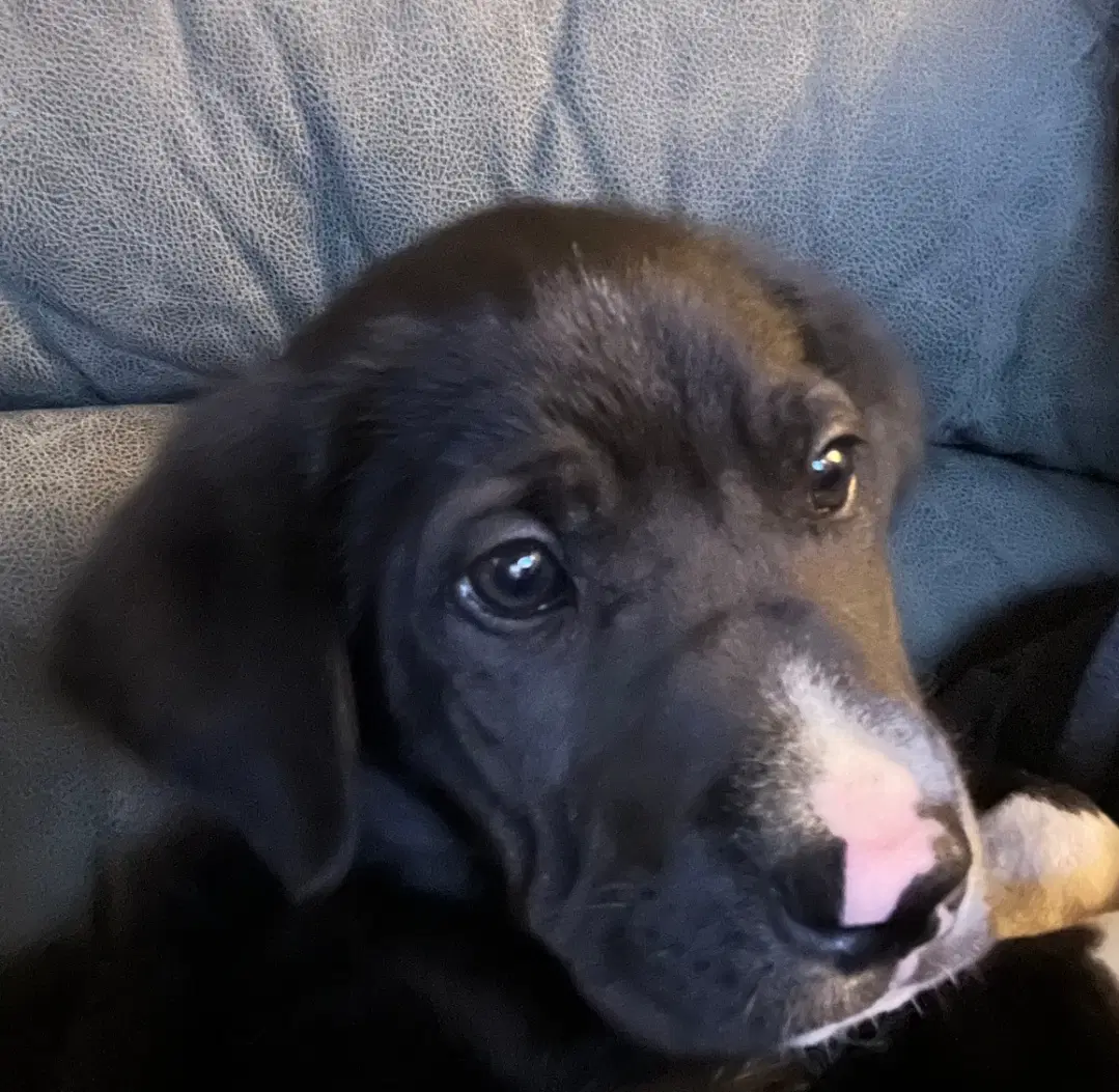 Tux - Labrador Retriever