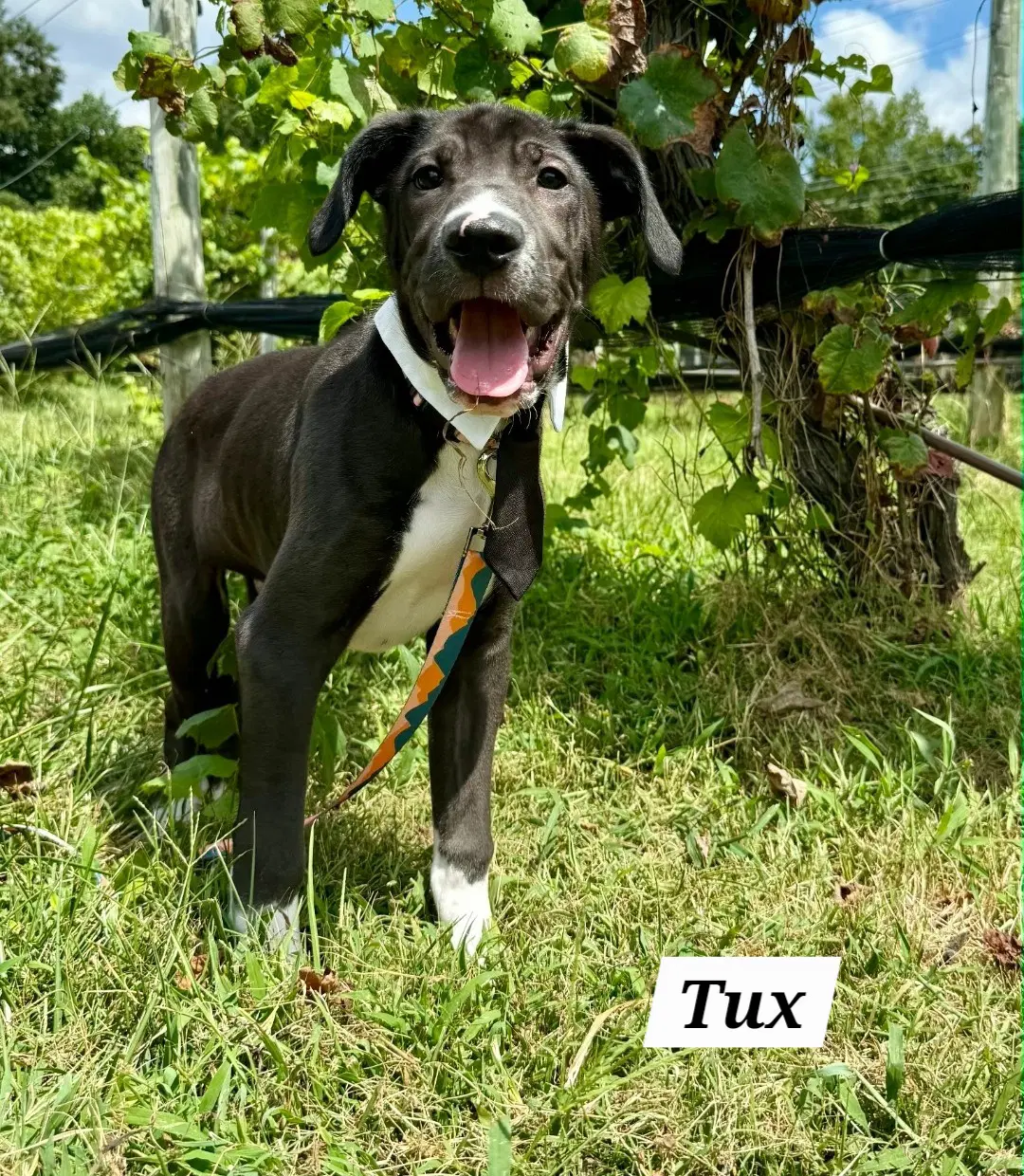 Tux - Labrador Retriever