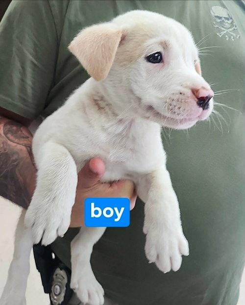 Ghost, an adoptable American Staffordshire Terrier in Chester, VA