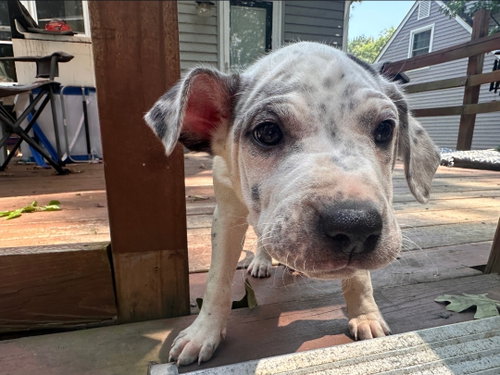 Etta, an adoptable American Staffordshire Terrier in Chester, VA