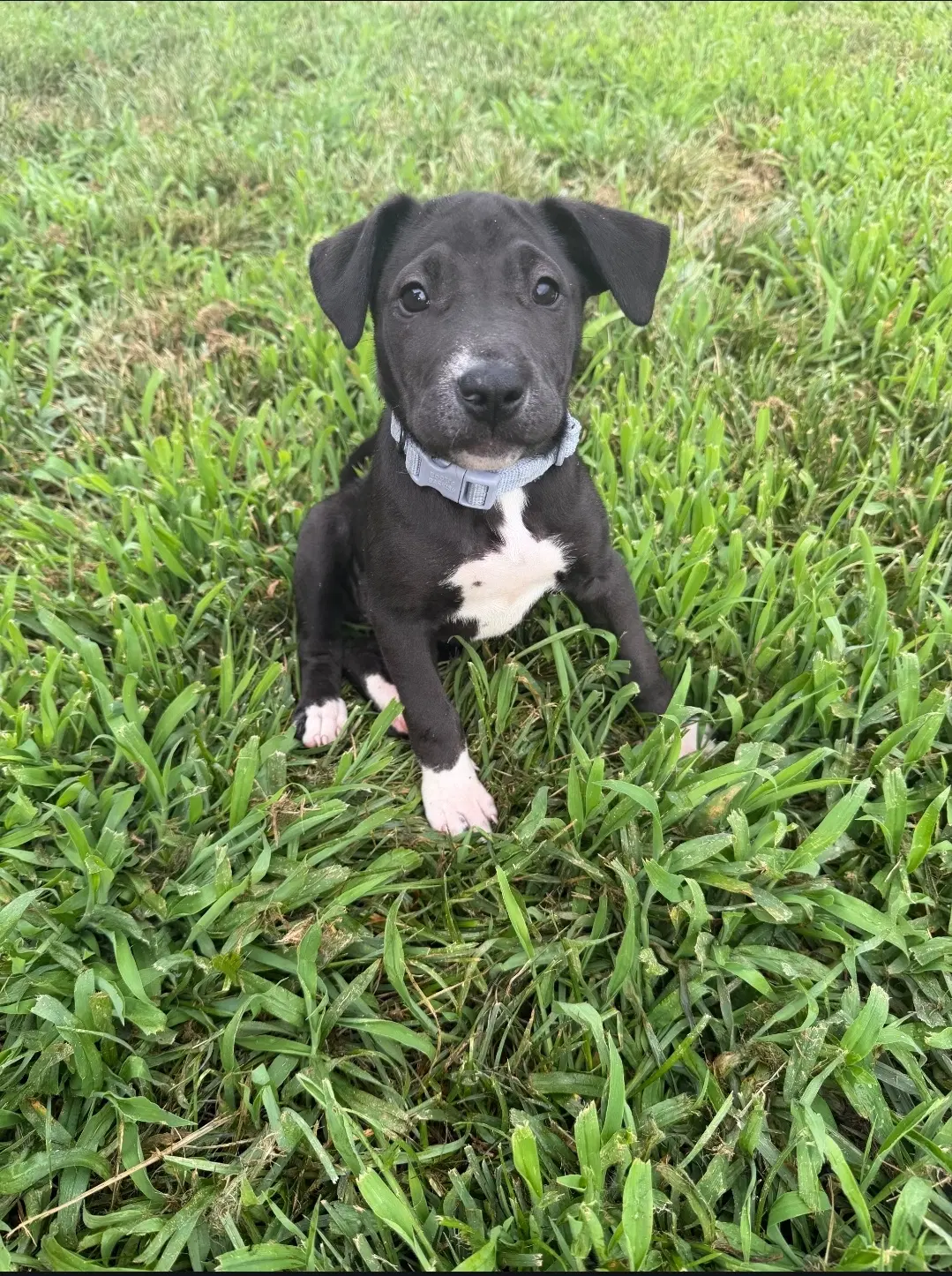 Remi - American Staffordshire Terrier