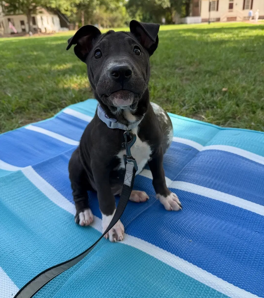 Remi image 4