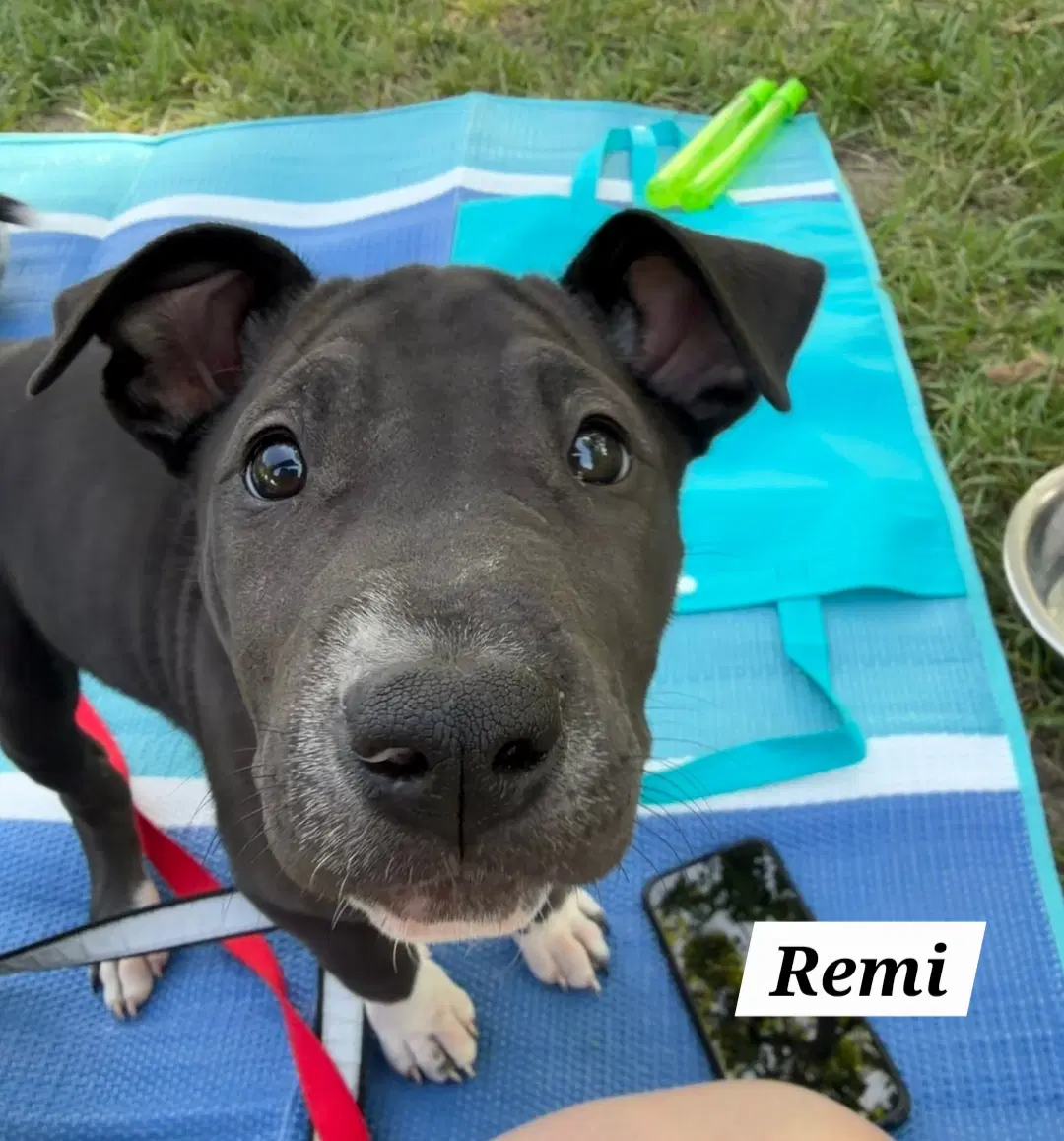 Remi image 2